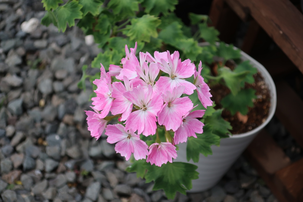 フィッシュゼラニウム