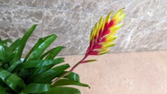 フリーセア・マクソニアナ