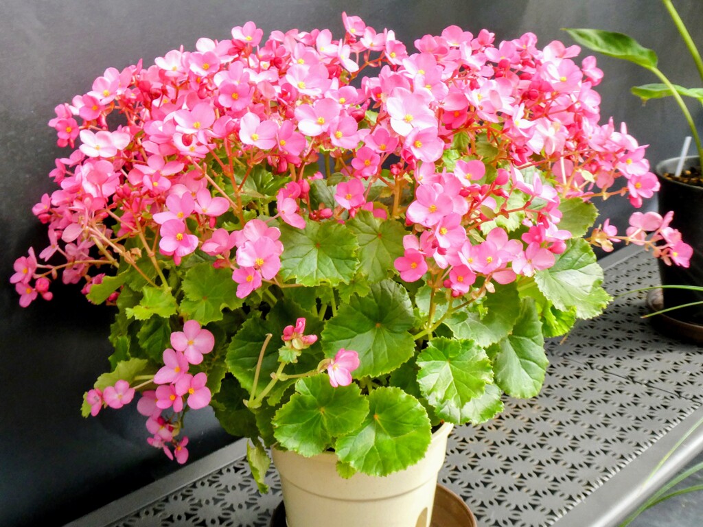 ピンク色の花2