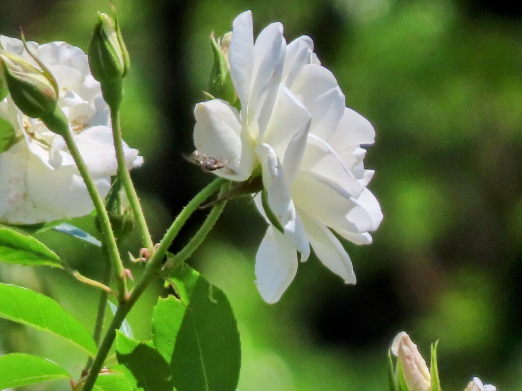 ロサ・センパヴィエンス