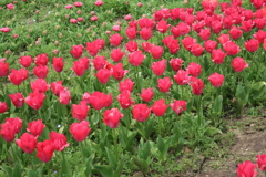 赤いチューリップ