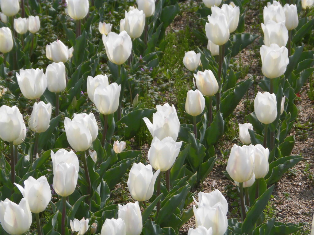 白いチューリップ