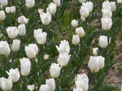白いチューリップ