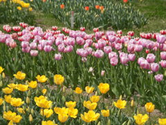 チューリップの帯