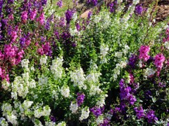 アンゲロニア・サリカリーフォリア