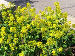 道路脇の菜の花