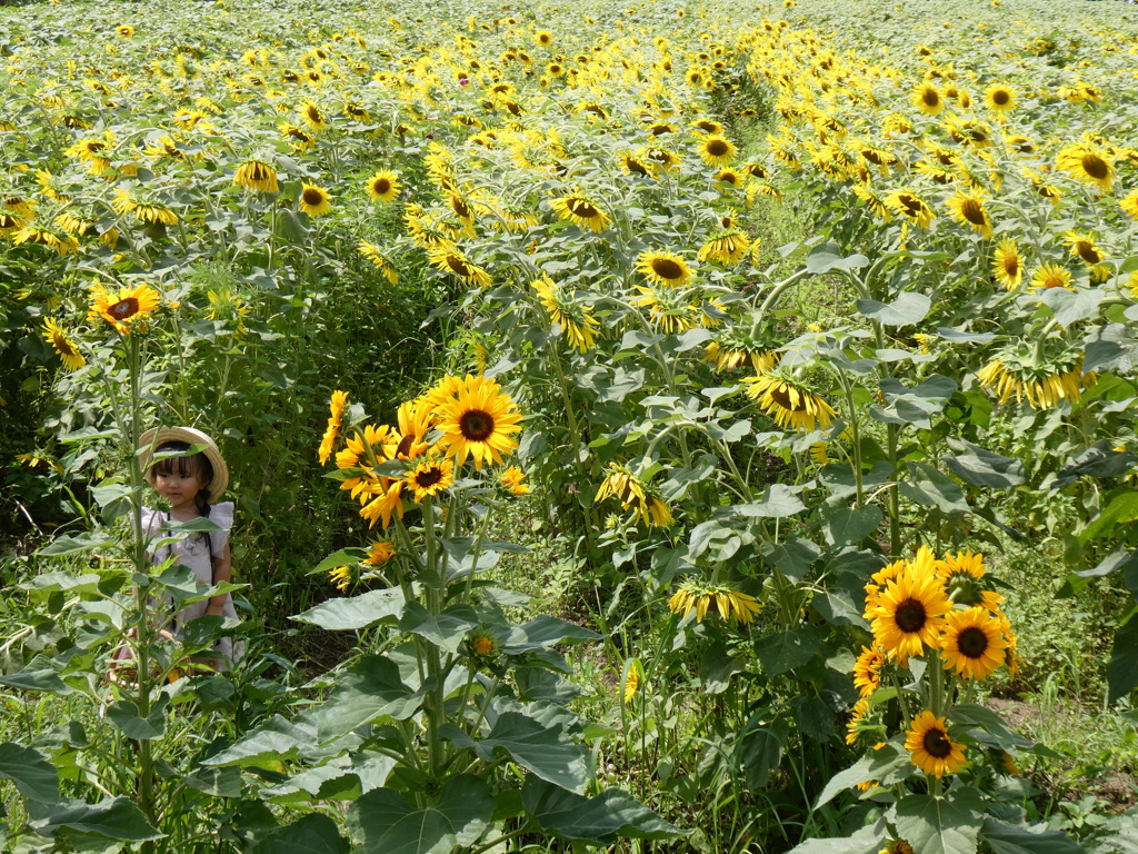 少女とひまわり