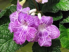 アフリカスミレ