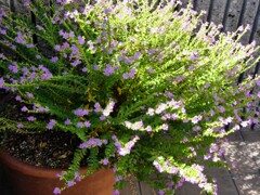 メキシコハナヤナギ