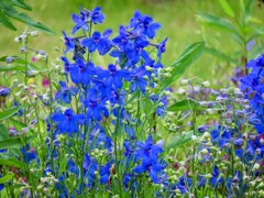 オオヒエンソウ