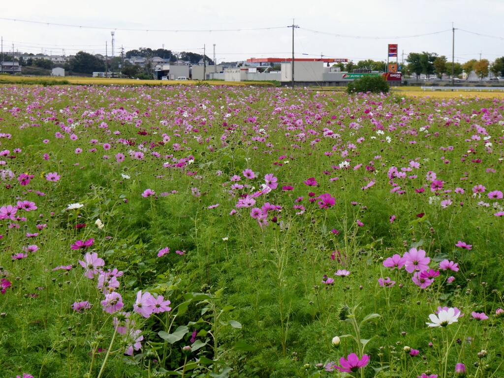 秋桜とガソリンスタンド