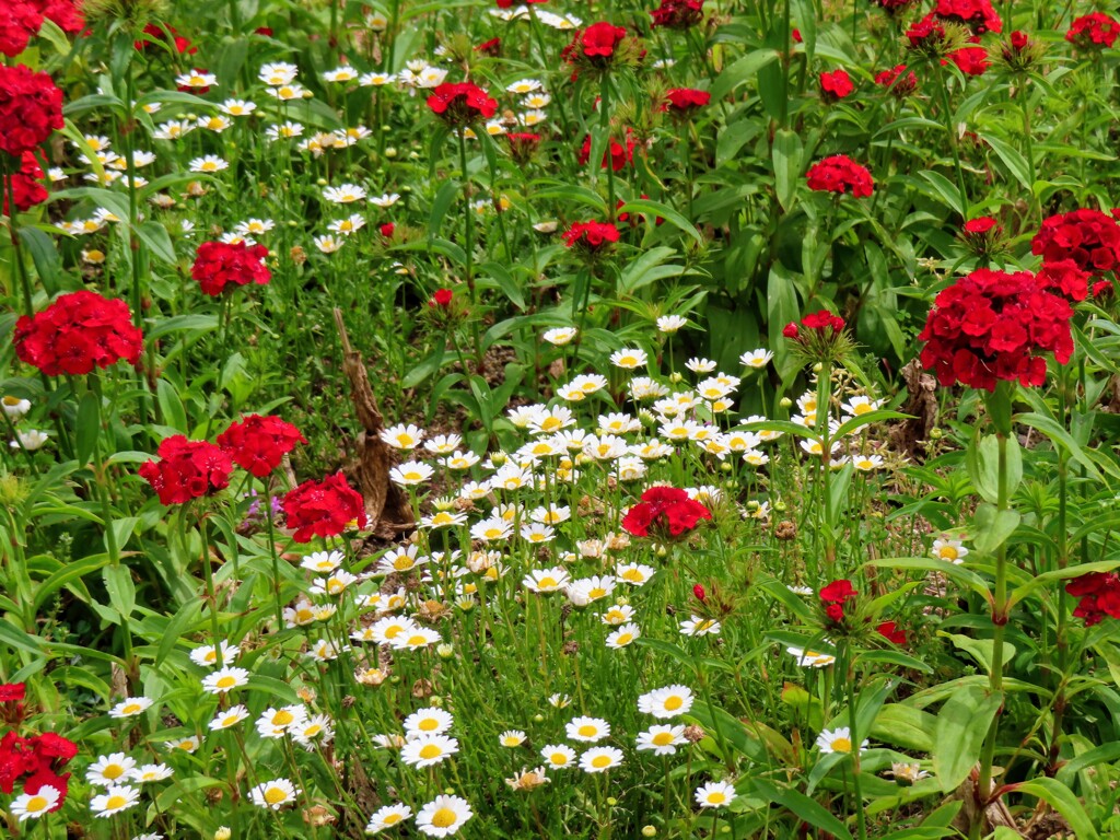 アメリカナデシコとノースポール