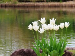 池とチューリップ
