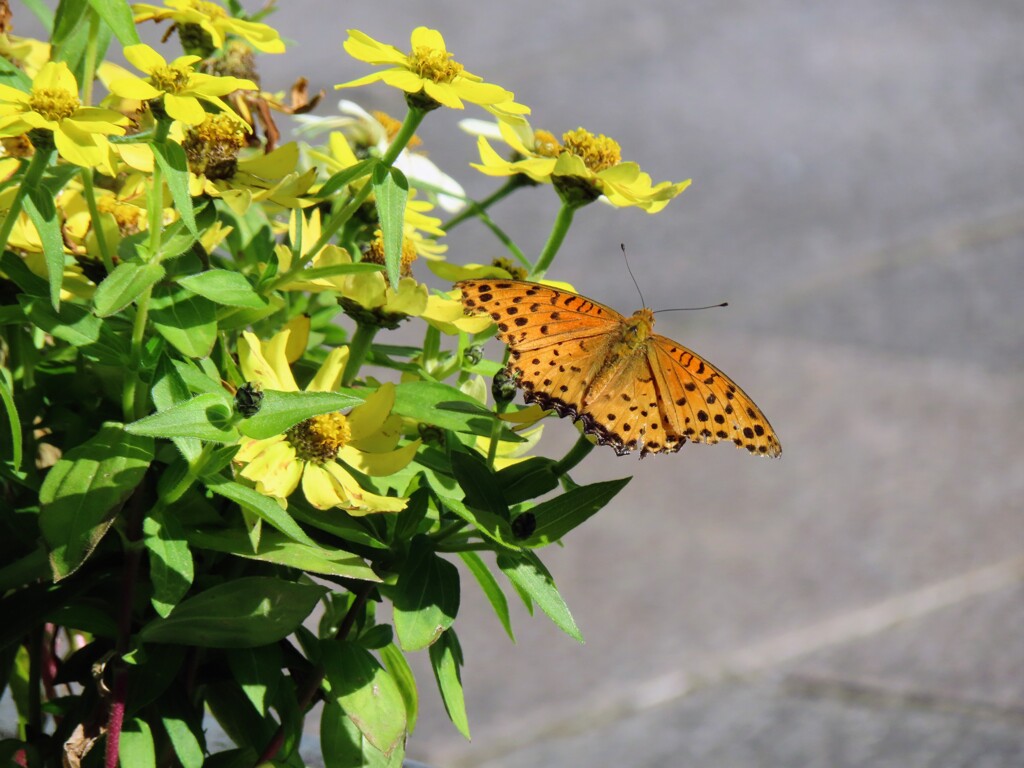 ツマグロヒョウモン