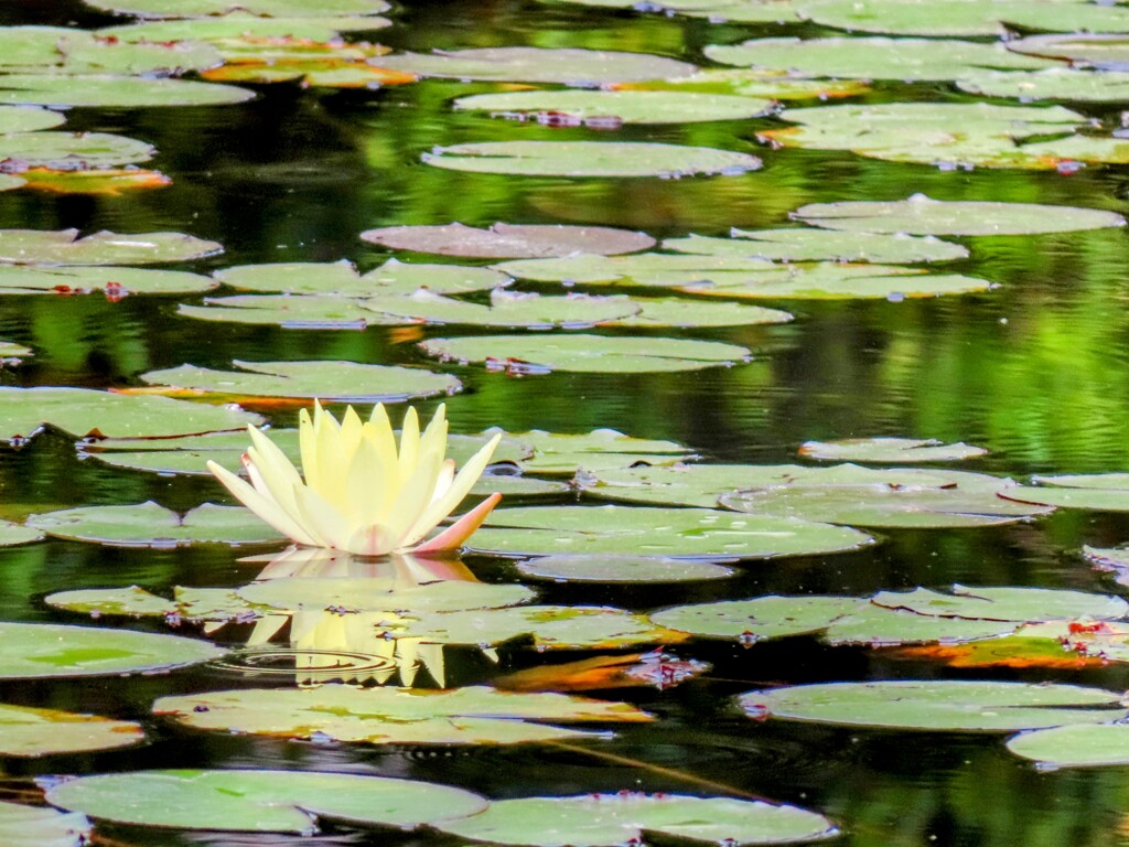 メキシコスイレン