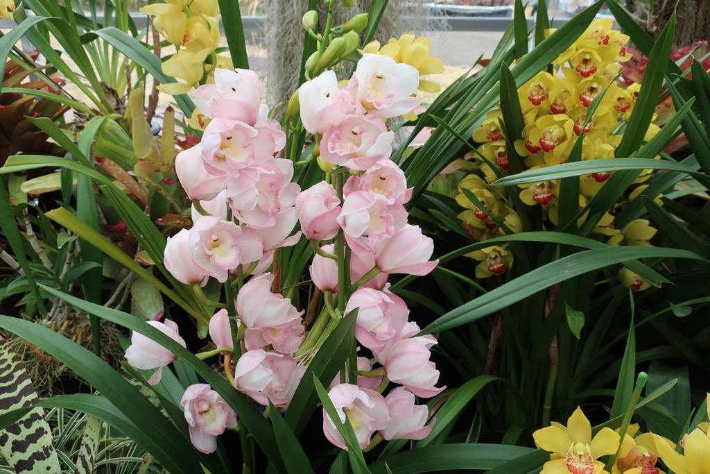 シンビジウム・フッケリナム