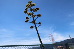 アオノリュウゼツラン