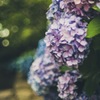 紫陽花