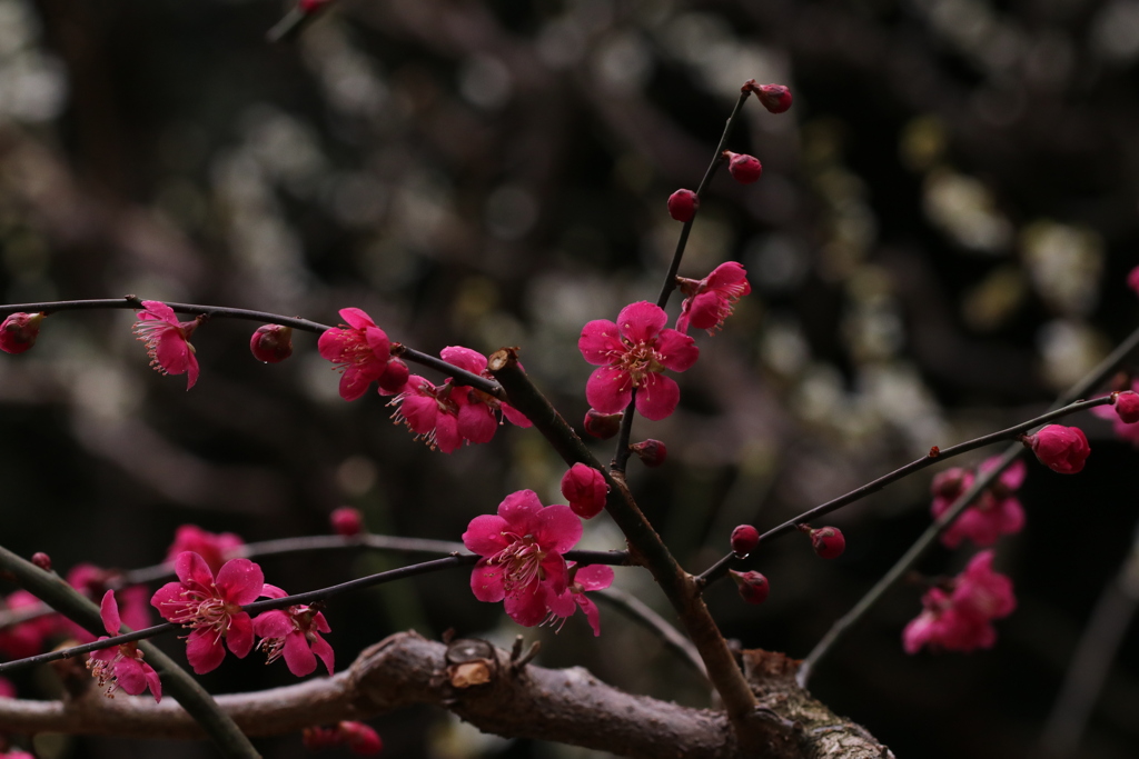IMG_0415奔放