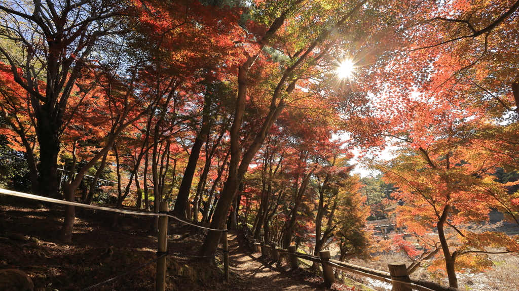 紅葉散歩道