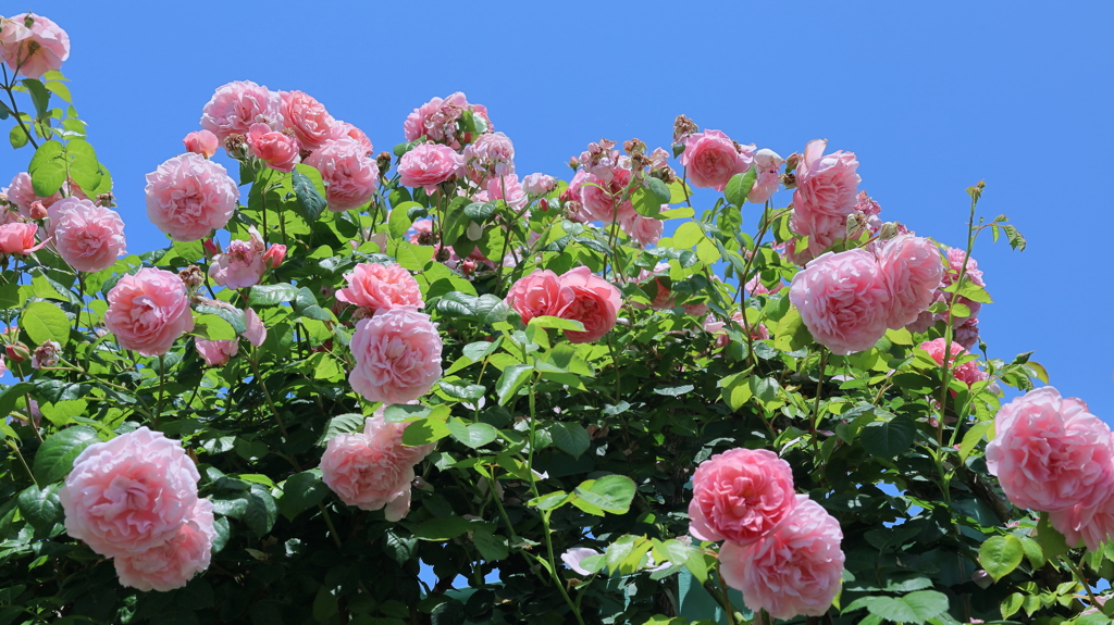 青空と薔薇