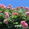 青空と薔薇