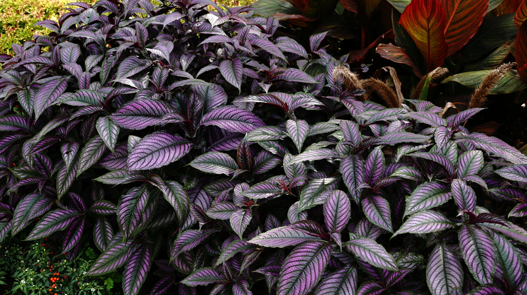 つや　かがやき