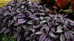 つや　かがやき