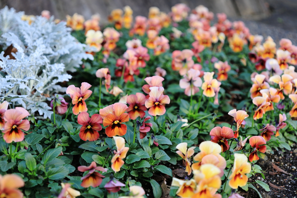 渋い色のビオラ