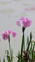 雨の日のふたり