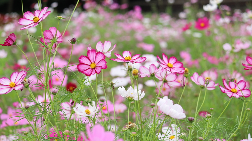 ３色の花びら