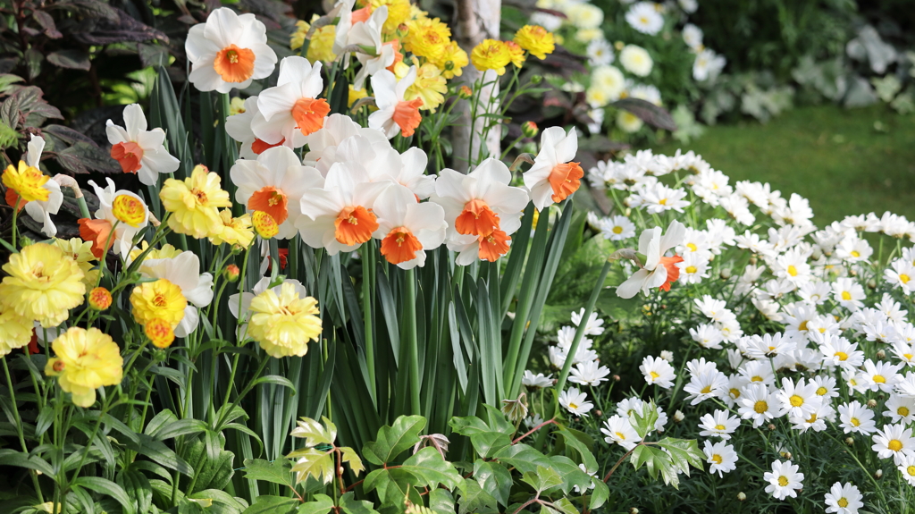 水仙と仲間たち