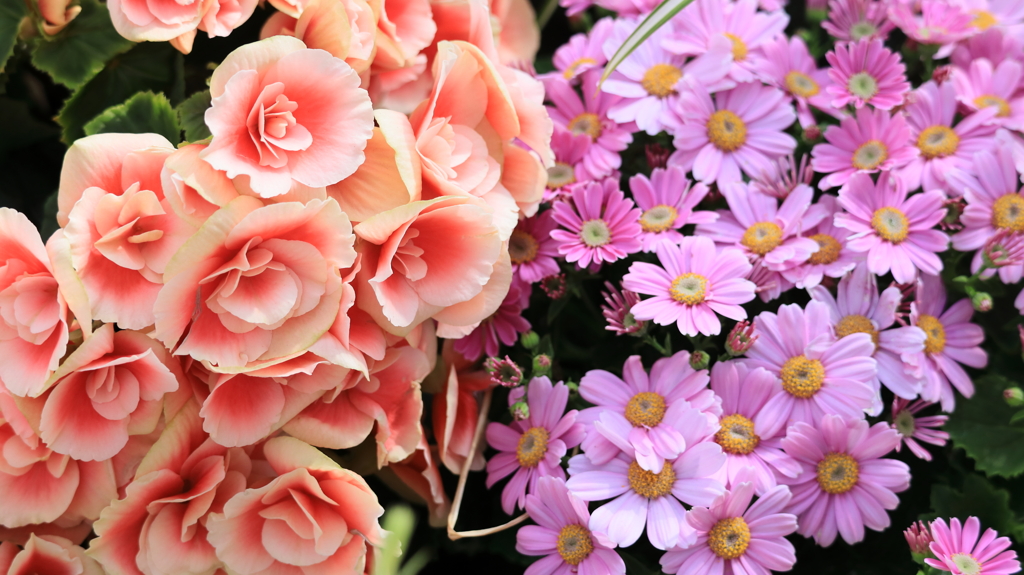 温室の中の春が来た