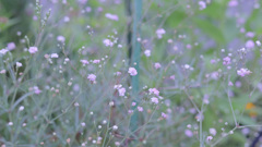 かすみ草