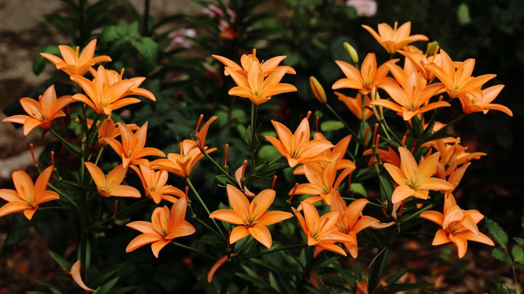 花火