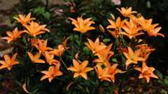 花火