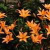 花火