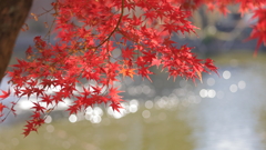 キラキラもみじ