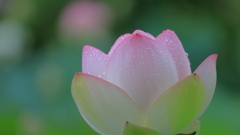 雨に濡れて