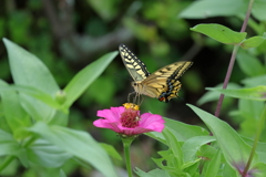 百日草とアゲハ蝶