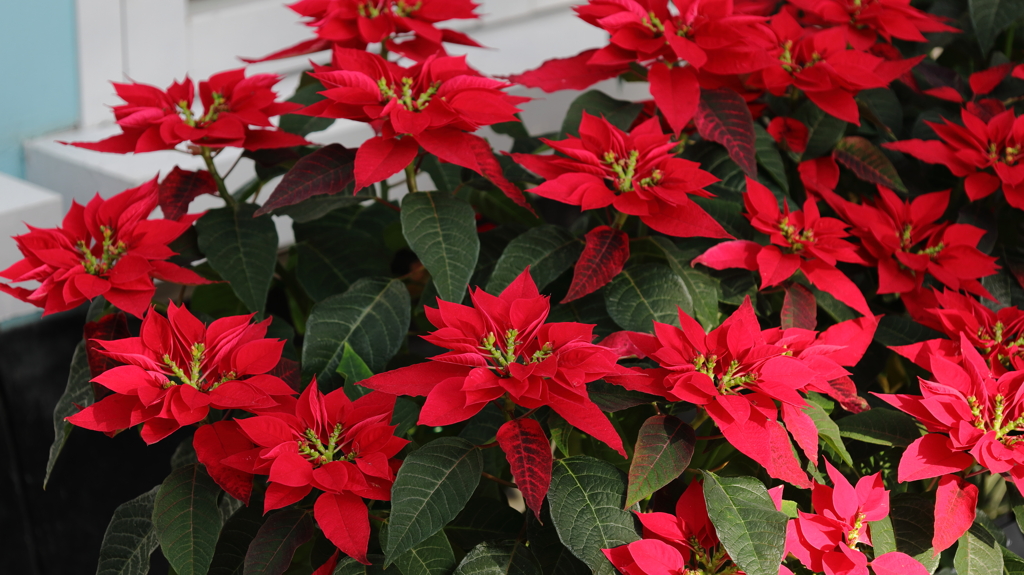 ポインセチア