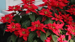 ポインセチア