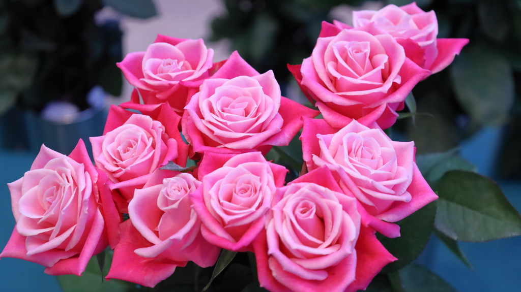 ピンクの色合い