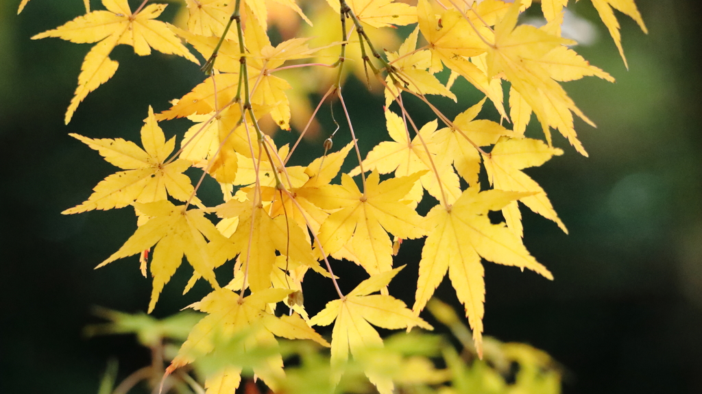 黄色のもみじ