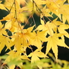 黄色のもみじ