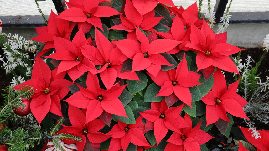 クリスマスカラー