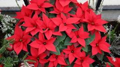 クリスマスカラー