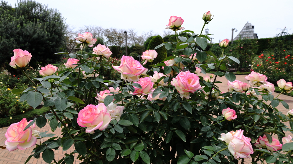 秋薔薇