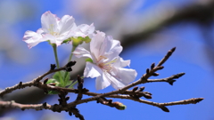 10月桜②