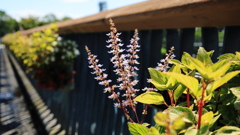 コリウスの花